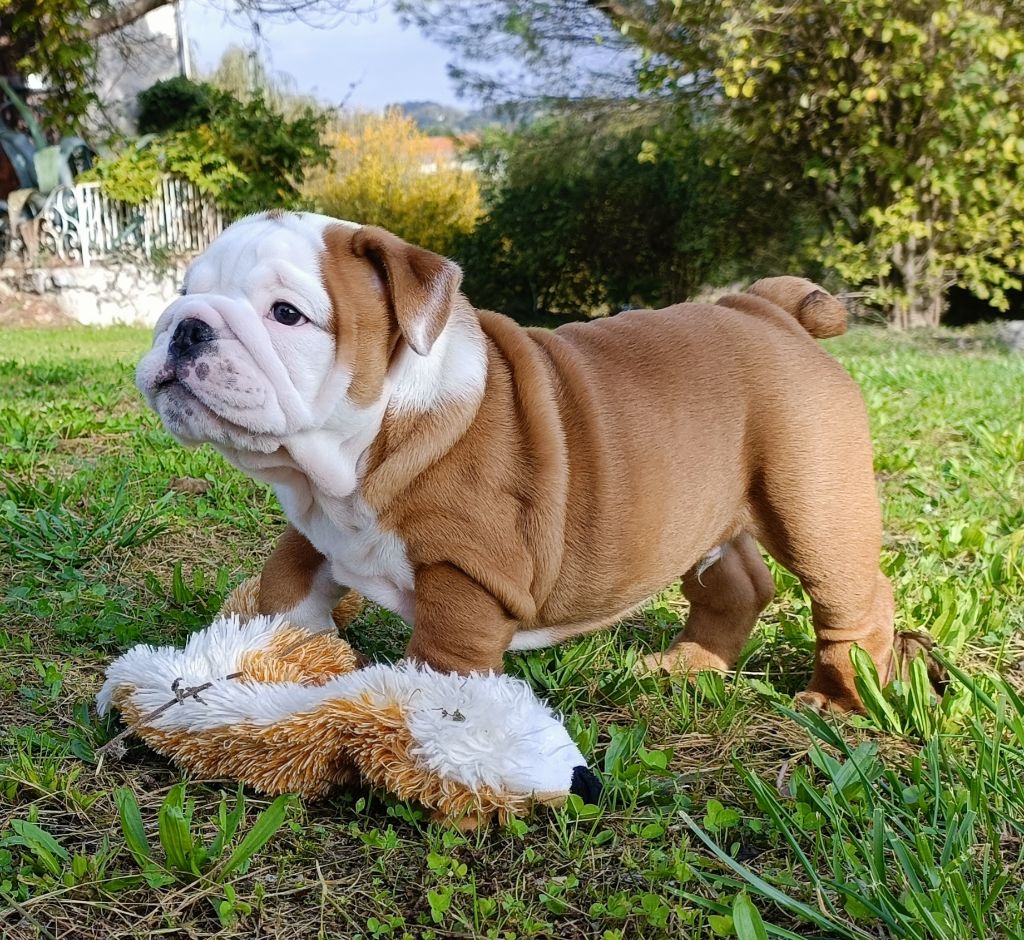 Mystic Legend - Chiot disponible  - Bulldog Anglais