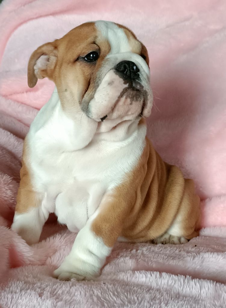 Mystic Legend - Chiot disponible  - Bulldog Anglais