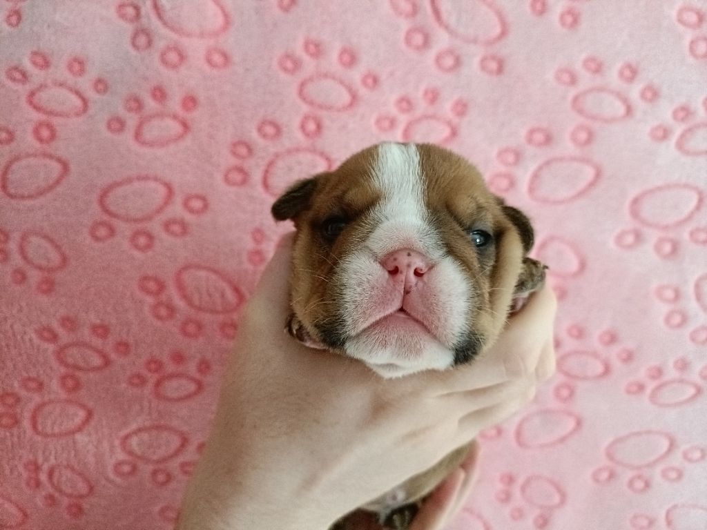 Mystic Legend - Chiots disponibles - Bulldog Anglais