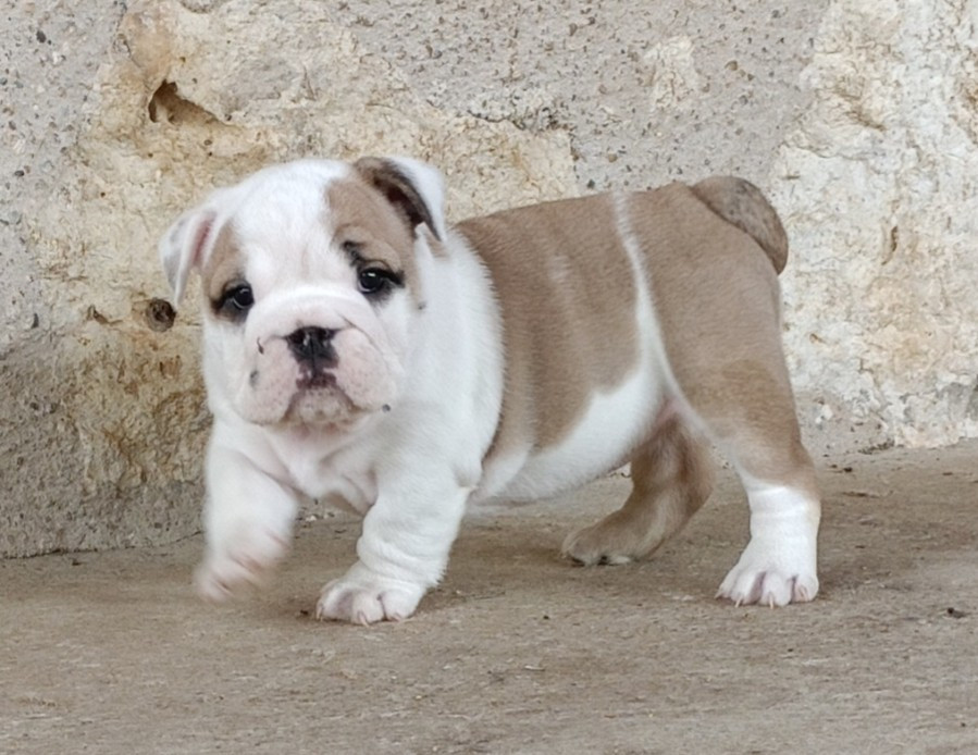Mystic Legend - Chiots disponibles - Bulldog Anglais