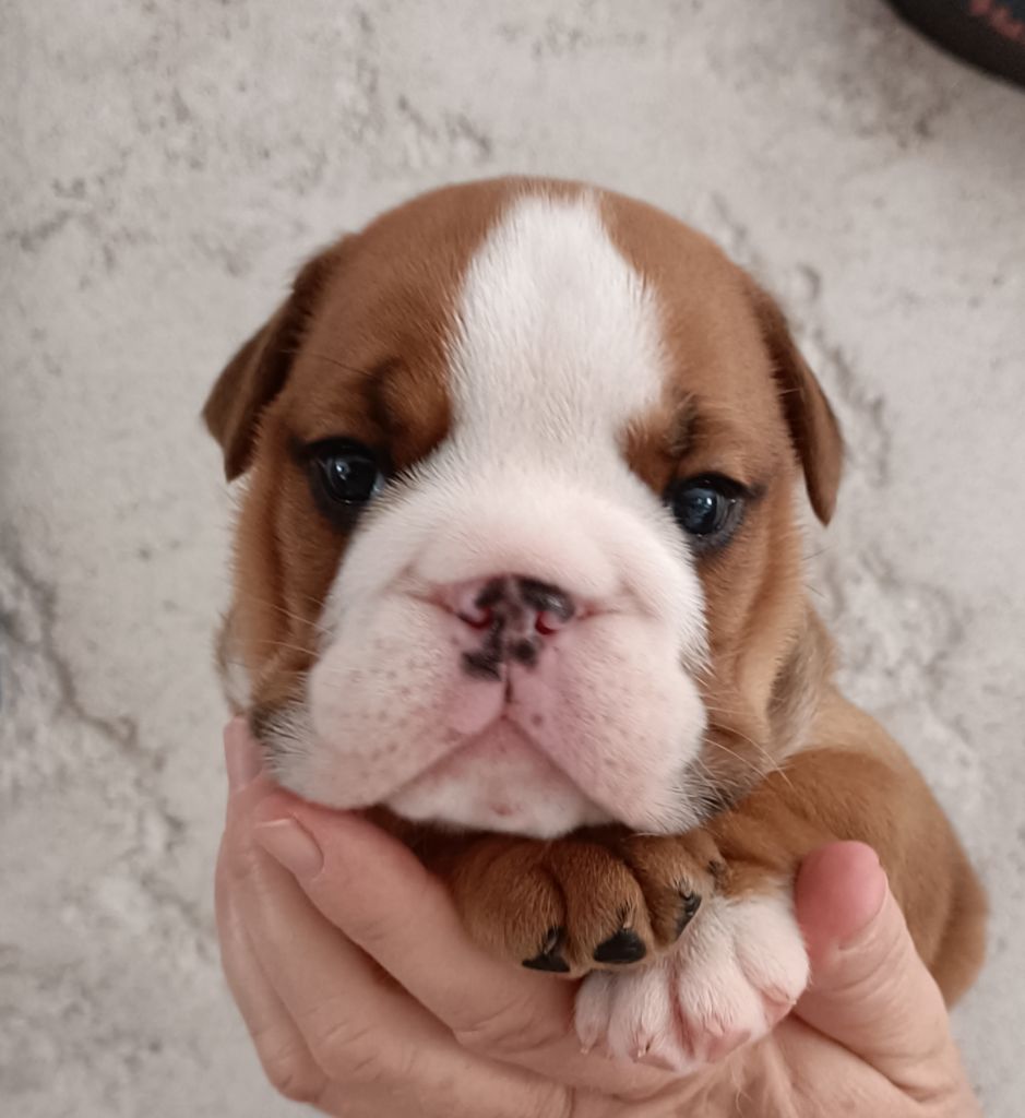 Mystic Legend - Chiots disponibles - Bulldog Anglais