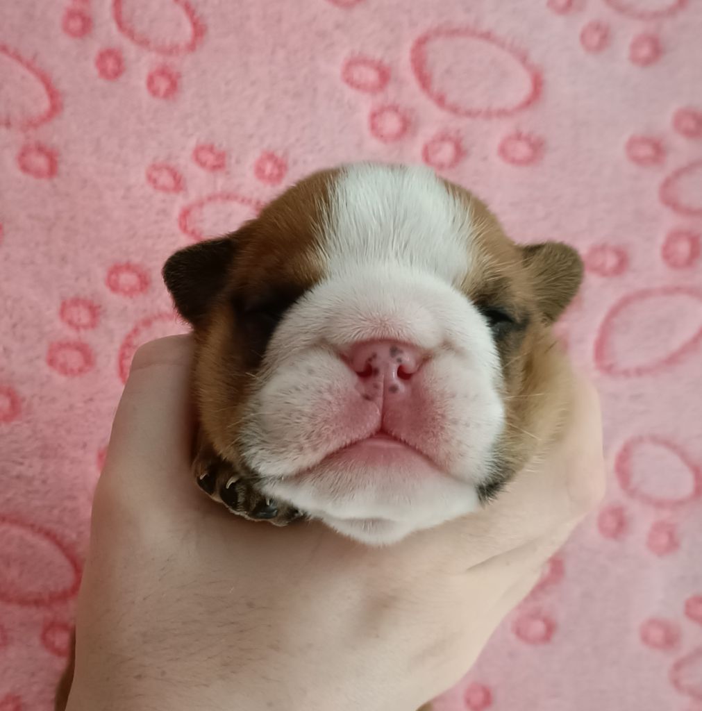 Mystic Legend - Chiots disponibles - Bulldog Anglais