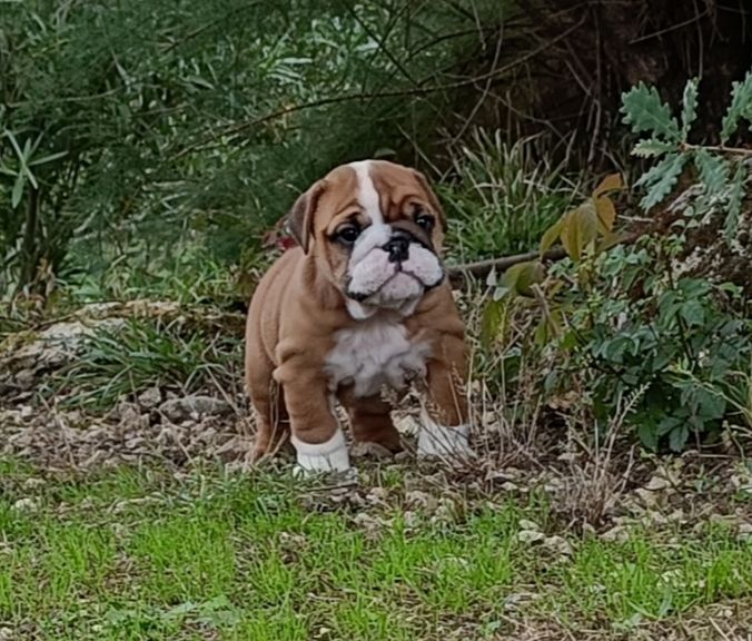Mystic Legend - Chiots disponibles - Bulldog Anglais