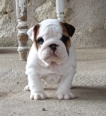 Chiot N°4